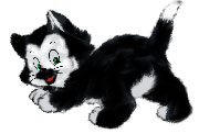 Черный с белым котёнок