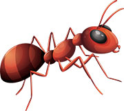 Красный муравей