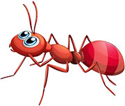 Рыжий муравей