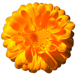 Аватарка - цветок: календула
