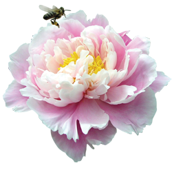 Аватарка - цветок: бело-розовый пион