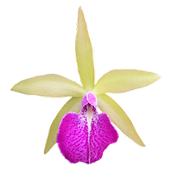 Аватарка - цветок: орхидея Каттлея