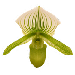 Аватарка - цветок: орхидея Пафиопедилум