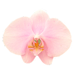 Аватарка - цветок: орхидея Фаленопсис