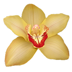 Аватарка - цветок: орхидея Цимбидиум мечелистный