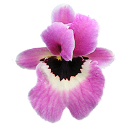 Аватарка - цветок: орхидея Мильтония