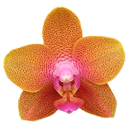 Аватарка - цветок: Фаленопсис Аллура