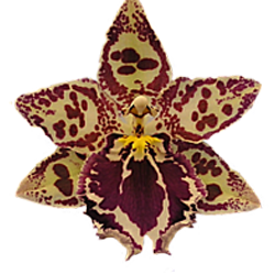 Аватарка - цветок: орхидея Камбрия