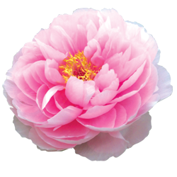 Аватарка - цветок: нежно-розовый пион