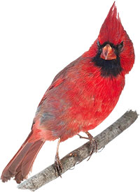 Красная птица с хохолком