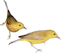 Жёлтые птички
