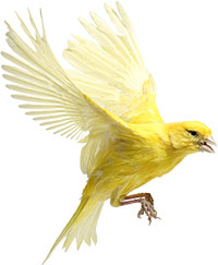 Жёлтая птица