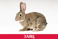 Заяц