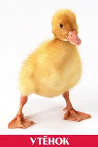 Утёнок