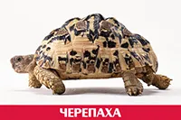 Черепаха