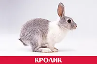 Кролик