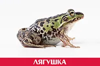 Лягушка