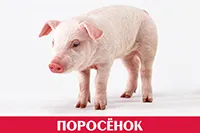 Поросёнок