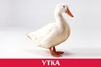 Утка