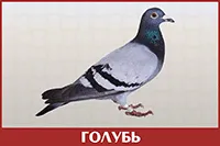 Голубь