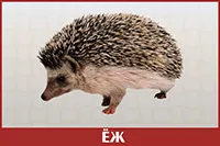 Ёж