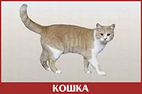 Кошка