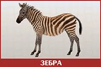 Зебра
