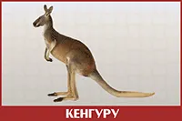 Кенгуру