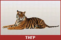 Тигр