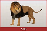 Лев