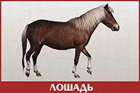Лошадь