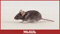 Мышь