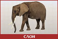 Слон