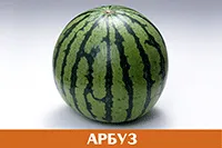 Арбуз