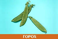 Горох