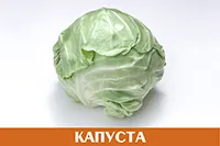 Капуста