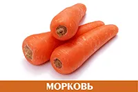Морковь