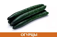 Огурцы