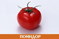Помидор
