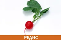 Редис