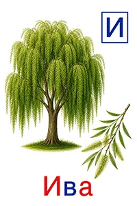 Ива