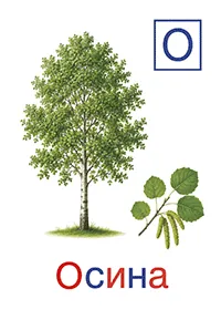 Осина