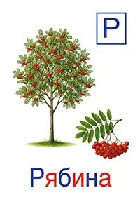 Рябина