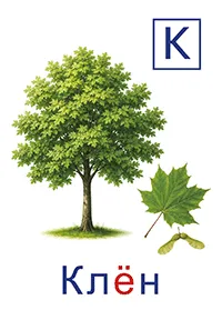 Клён