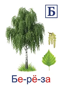 Берёза