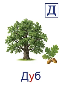 Дуб