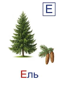 Ель