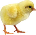 Жёлтый цыплёнок