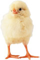 Фото цыплёнка