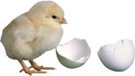 Цыплёнок и яичные скорлупки